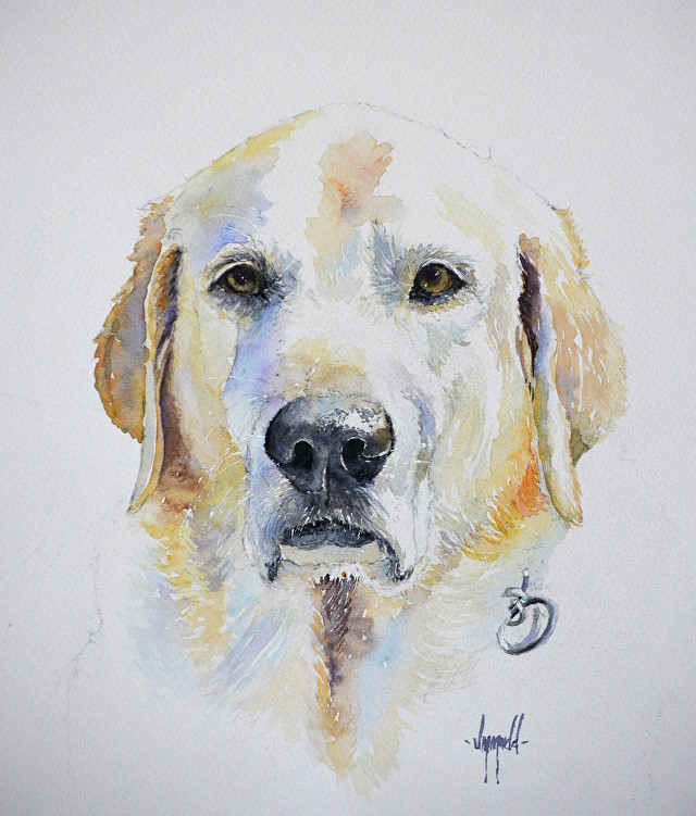 Pet Portraits and Wildlife Art
